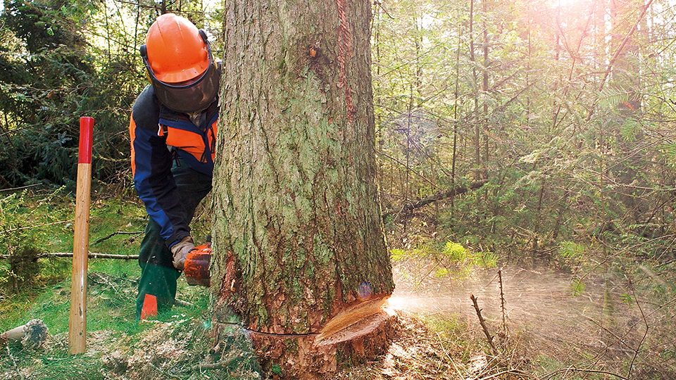 Forstwirt in Arbeitskleidung mit Schutzhelm beim Fällen eines Baumes