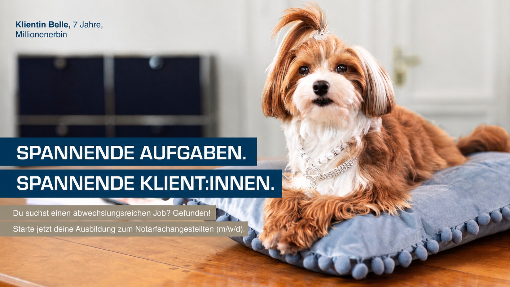 Werbekampagnenbild Hund auf Deckel. Hündin Belle, Klientin, 7 Jahre Millionenerbin "Spannende Aufgaben. Spannende Klient:innen. Du suchst einen abwechslungsreichen Job? Gefunden! Starte jetzt deine Ausbildung zum Notarfachangestellten (m/w/d)."