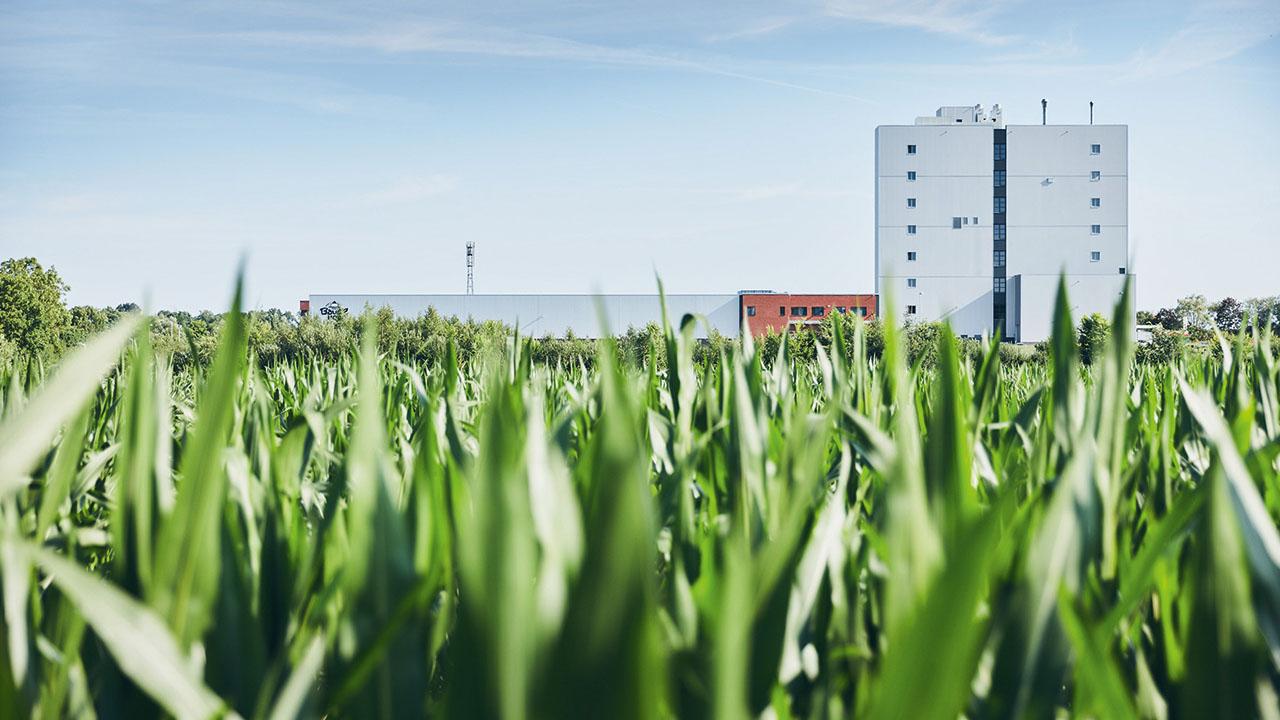 Grünes Getreidefeld in Nahaufnahme. Dahinter sieht man ein großes Gebäude
