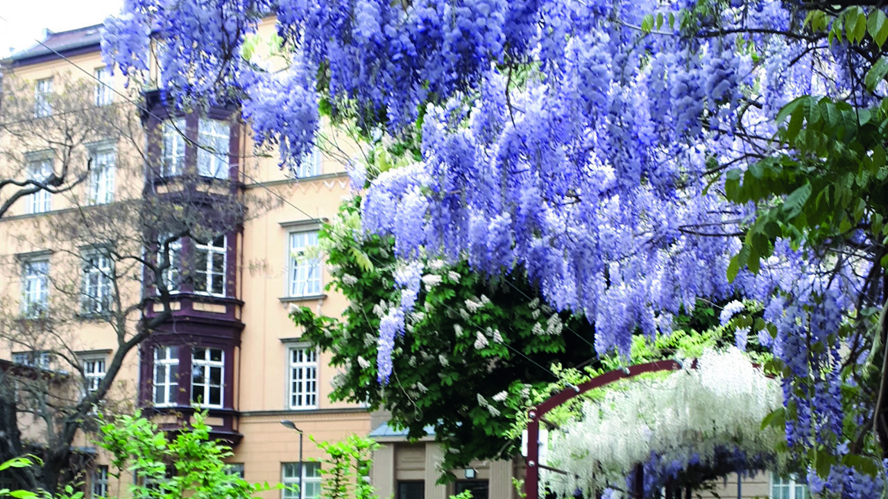 Gebäudeansicht der Henriette-Goldschmidt-Schule mit blühendem blauen Regen