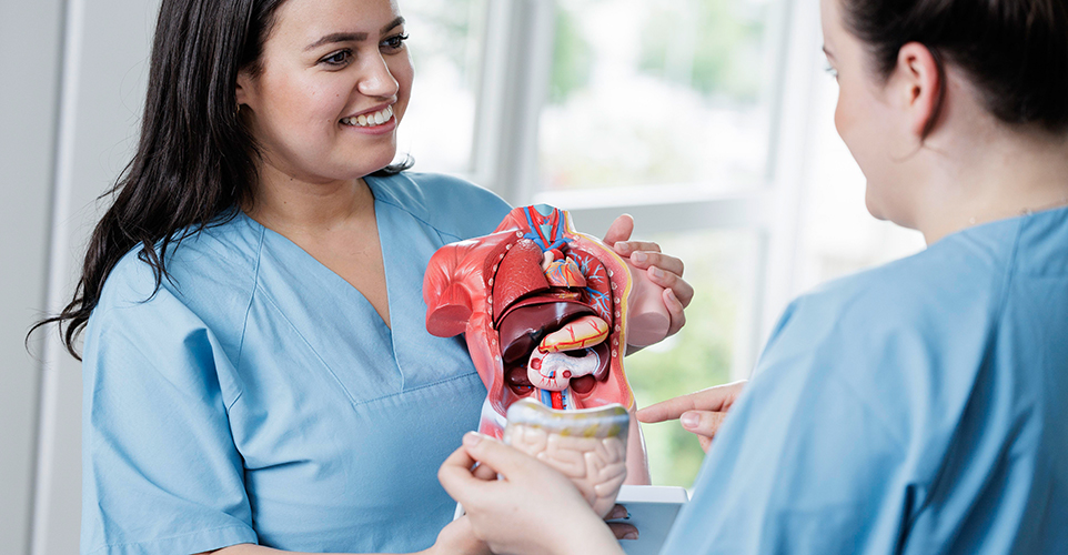 Zu sehen sind zwei Menschen mit einem Medizin Modell.