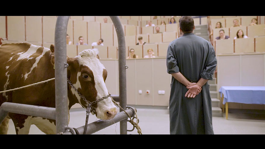 Vorlesung aus dem Fachbereich Tiermedizin mit Kuh im Hörsaal, Dozent wendet sich den Studierenden zu