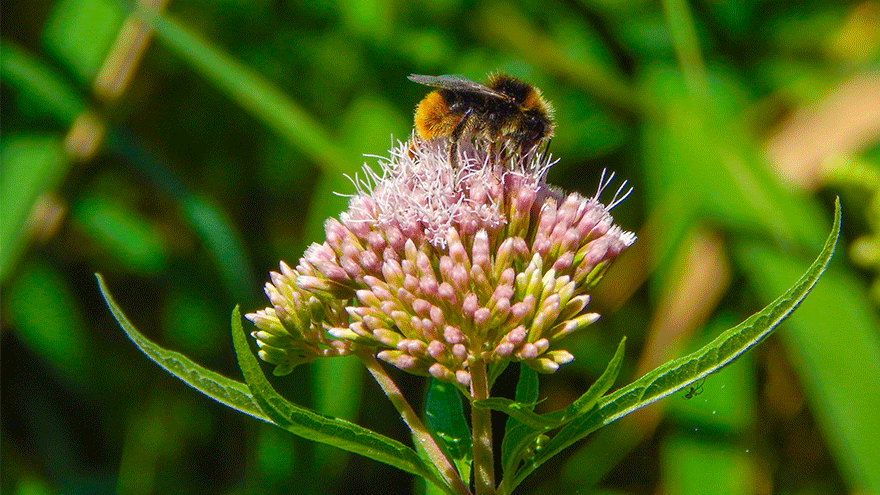 Biene auf Blüte. Bild von wirestock auf Freepik.