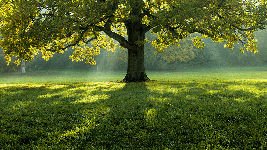 Bäume bieten Lebensraum für hunderte von Tierarten (Symbolbild). Bild von Wirestock auf Freepik.