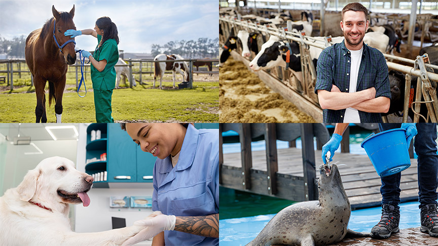 Collage zu Tierberufen: Tierärztin untersucht Pferd auf einer Weide, Landwirt vor Kühen im Stall, Tierärztin untersucht Hund in der Praxis, Tierpfleger füttert Robbe. 