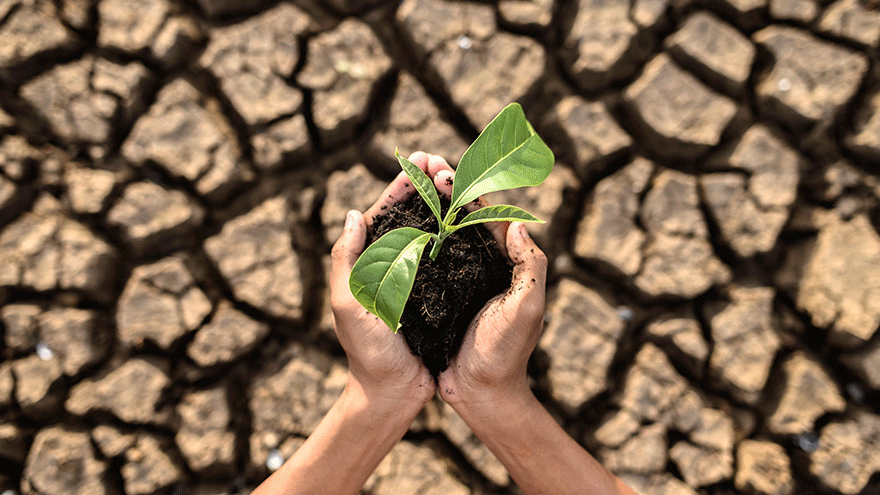 Hände halten eine Sämling über dürrem Boden (Symbolbild). Bild von jcomp auf Freepik.
